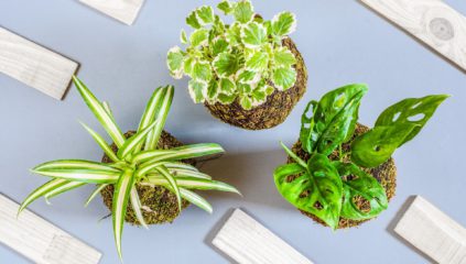 Ateliers Pierre Feuille Cactus