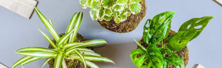 Ateliers Pierre Feuille Cactus