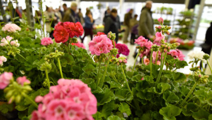 Marché aux plantes – Journée végétale