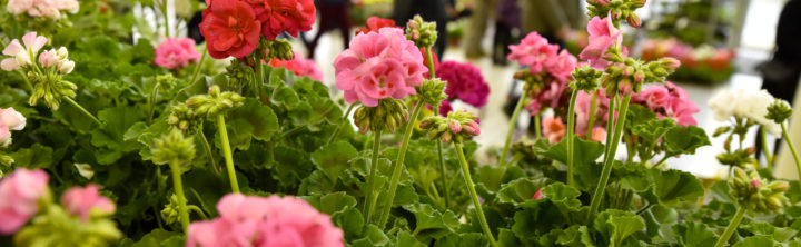 Marché aux plantes – Journée végétale